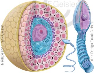 Histologie Eizelle Oozyt Ovum und Spermium Samenzelle