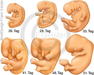 Schwangerschaft und Geburt, Embryogenese, Entwicklung menschliches Embryo