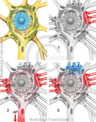 Physiologie Erregung Erregungsübertragung Synapse auf Nervenzelle Neuron