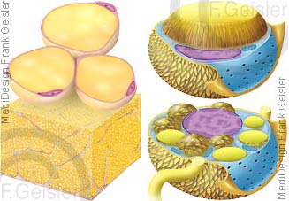 Fett Fettgewebe weiße und braune Fettzellen Adipozyten