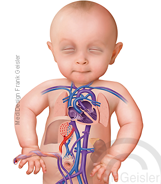 Fetus, ungeborenes Kind, praenataler Kreislauf Blutkreislauf