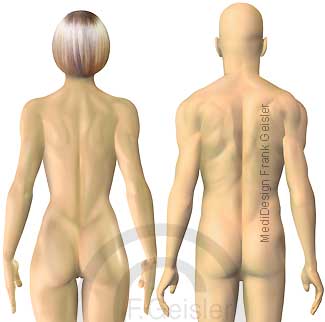 Oberflächenanatomie Frau Mann Ansicht von dorsal