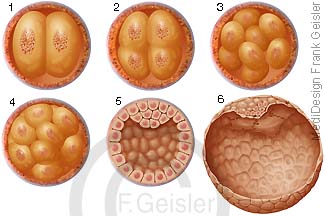Embryologie Zellteilung Furchung Eizelle, Entwicklung Oozyte Zygote