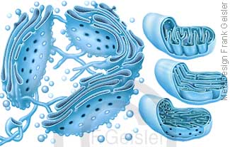 Zelle Zellorganelle Golgi-Apparat Golgi-Komplex mit Mitochondrium Mitochondrien
