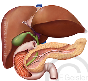 Leber Hepar mit Galle Gallenblase Organe Pankreas und Duodenum