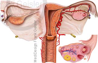 Anatomie Organe Geschlechtsorgane Frau, Gebärmutter Uterus mit Eierstock Ovar