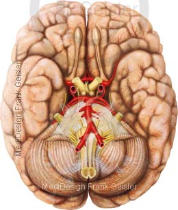 Anatomie Basalfläche Gehirn Hirn Cerebrum mit Narven Gefäße