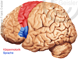 Physiologie Gehirn, Motorik Hirnoberfläche Körpermotorik und Sprache