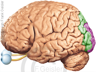 Gehirn mit Sehrinde Assoziationsfelder visueller Cortex