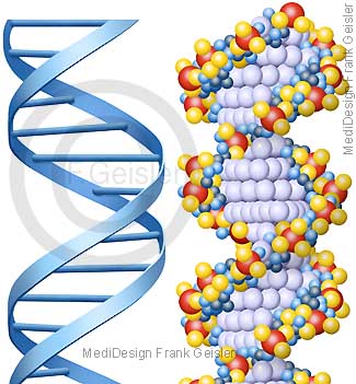 Genetik, DNA-Doppelhelix mit Basenpaare Träger Erbinformation