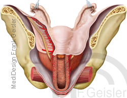Anatomie Geschlechtsorgane der Frau mit Bauchfell Peritoneum