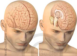 Organe Kopf, Großhirn Hirnstamm und Kleinhirn des Menschen