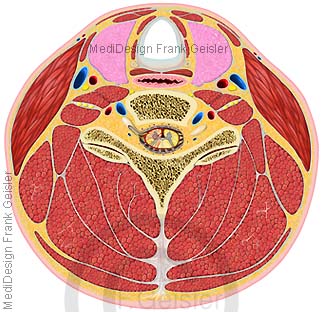 Anatomie Hals mit Halsmuskeln Muskeln Wirbelsäule und Organe
