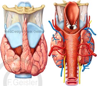 Anatomie Organe Hals, Kehlkopf und Pharynx mit Schilddrüse