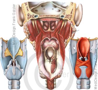 Anatomie Rachen mit Kehlkopfskelett und Kehlkopf mit Kehlkopfmuskeln