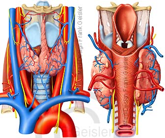 Anatomie Schilddrüse Glandula thyreoidea am Kehlkopf im Hals