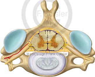Anatomie Wirbelsäule, Halswirbel mit Rückenmark und Bandscheibe