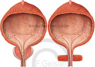Anatomie Harnblase Vesica urinaria bei Mann und Frau