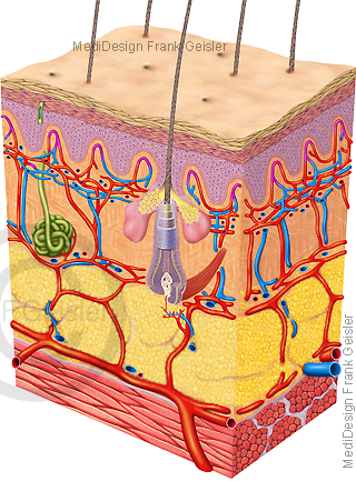 Haut mit Arterien Venen Kapillare Blutkapillare Drüsen und Haar