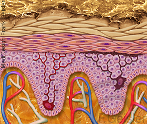 Haut Gewebe Oberhaut mit Blutkapillare Lymphgefäße