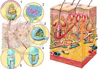 Sinnesorgan Haut mit Nerven Nervenenden Sinneszellen