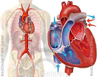 Herz mit Hauptschlagader Aorta, Blut Blutfluss im Herz
