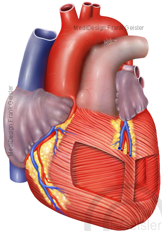 Anatomie Herz, Herzmuskel Muskel Myokard mit Muskelgewebe