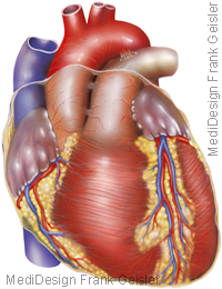 Anatomie Herz Herzmuskel Vorderwand