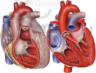 Anatomie Herz, Herzkammern Herzventrikel Ventrikel und Vorhöfe Atrien