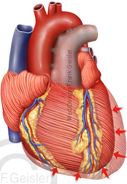 Anatomie Herz, Herzzyklus Kontraktion Diastole Herzmuskel