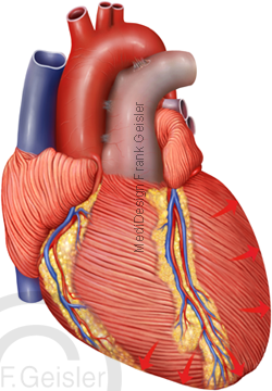 Anatomie Herz, Herzzyklus Kontraktion Systole Herzmuskel