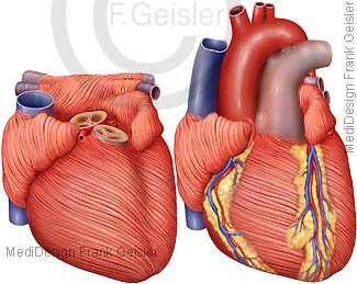 Anatomie Herzmuskel Herz mit Myokard Muskel