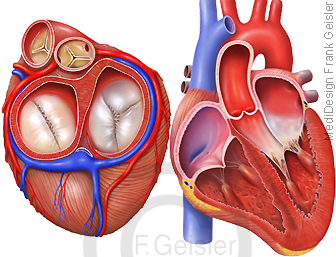 Anatomie Herz, Ventile Herzklappen und Herzwand Myokard Herzventrikel Ventrikel