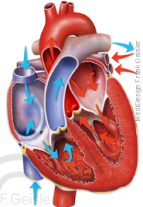 Herz, Erregung und Kontraktion