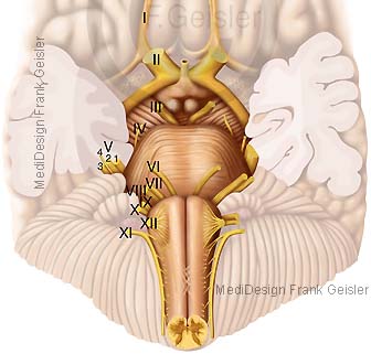 Anatomie Gehirn, Hirnstamm Truncus cerebri mit Nerven