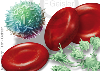 Histologie Blutzellen Blutkörperchen im Blut