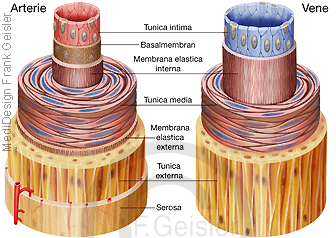 Histologie Blutgefäße, Anatomie Wandschichten Arterie Vene