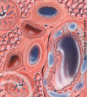 Histologie Lunge, Bronchus Bronchioli Alveolen und Blutkapillare