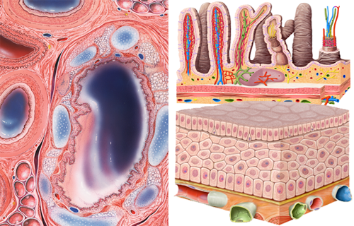 Histologie, Mikroskopische Anatomie Gewebe des Menschen von Frank Geisler