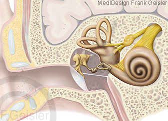 Anatomie Hörorgan Mittelohr Innenohr und Gleichgewichtsorgan