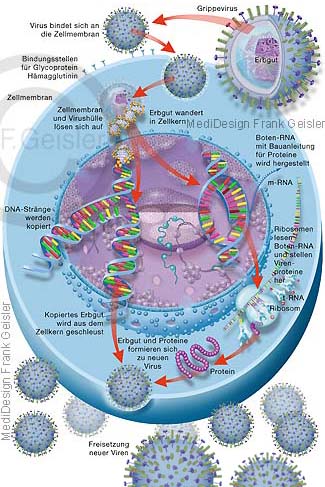 Influenza-Virus, Vermehrung Vermehrungszyklus von Viren, DNA und RNA