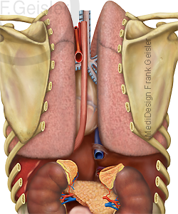 Anatomie Innere Organe Brustraum Thorax von dorsal