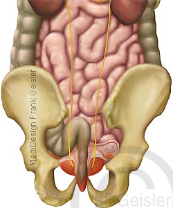 Anatomie innere Organe der Frau im Bauchraum Abdomen von dorsal