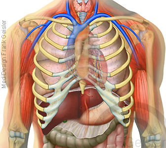 Anatomie innere Organe im Thorax Brustraum der Brusthöhle des Menschen