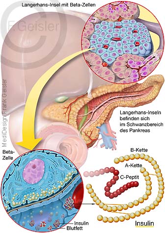 Biosynthese Insulin in Beta-Zellen der Bauchspeicheldrüse Pankreas