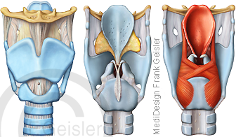 Anatomie Kehlkopf Larynx, Kehlkopfskelett und Luftröhre