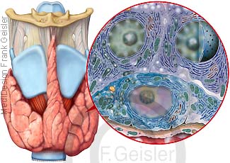 Anatomie Kehlkopf Larynx mit Schilddrüse Thyroid und Histologie Zellen Schilddrüsenzellen