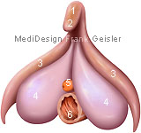 Anatomie Klitoris Kitzler der Frau