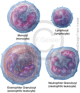 Knochemarkzellen Leukozyten, weiße Blutkörperchen Blutzellen