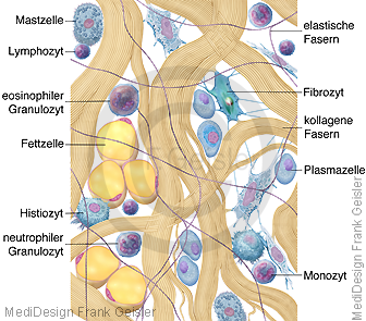 Kollagen Kollagengewebe, Bindegewebe mit Zellen zwischen kollagenen Fasern Bindegewebefasern